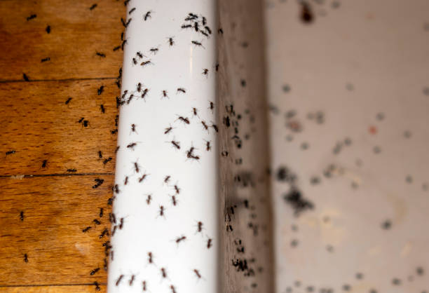 Best Pest Control Treatment  in Ama, LA