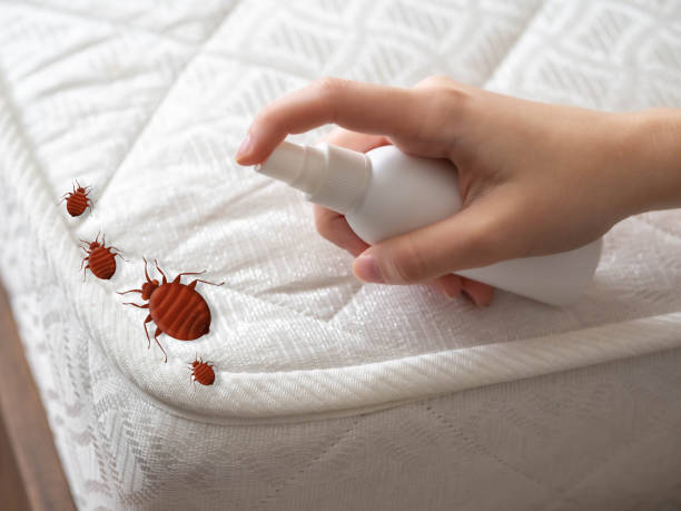 Best Bed Bug Extermination  in Ama, LA