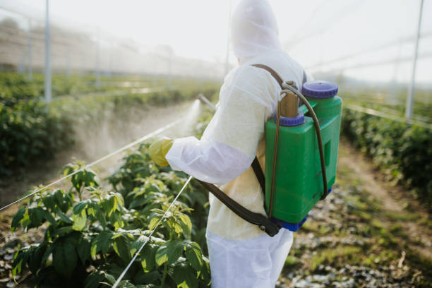 Best Local Pest Control Services  in Ama, LA